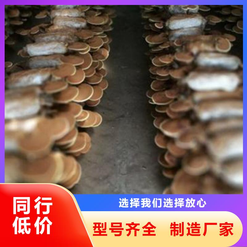 灵芝菌种_欢迎致电同城服务商