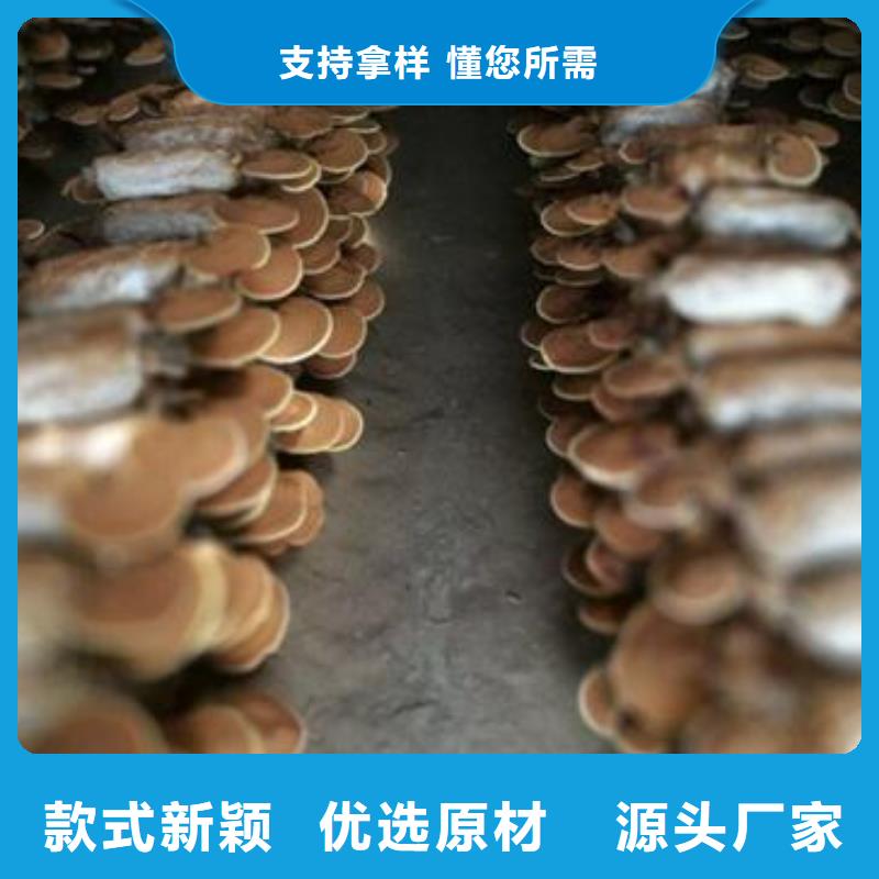 灵芝菌种厂家_精益求精
