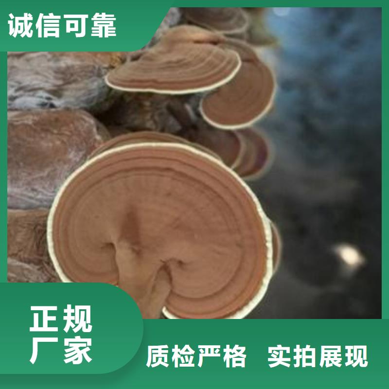 质优价廉的灵芝菌种供货商同城服务商