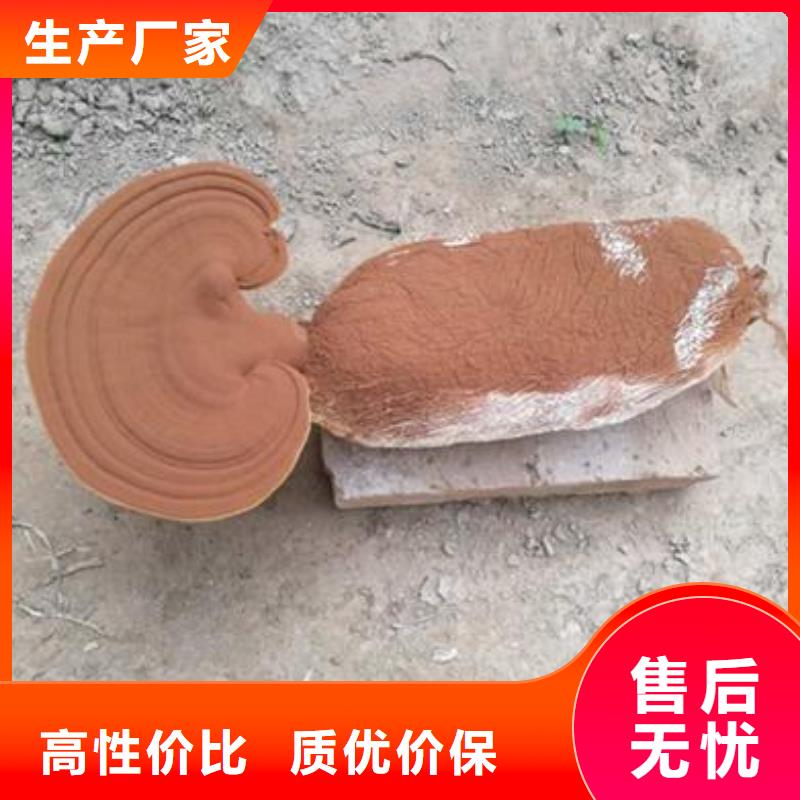 靈芝菌種_量身定制