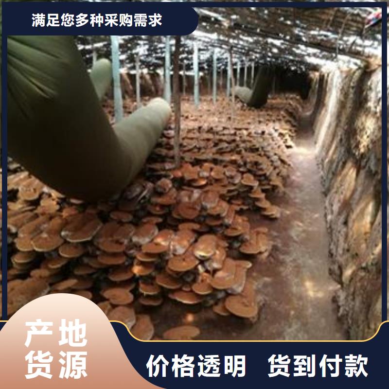 灵芝菌种价格-可按需定做现货充足