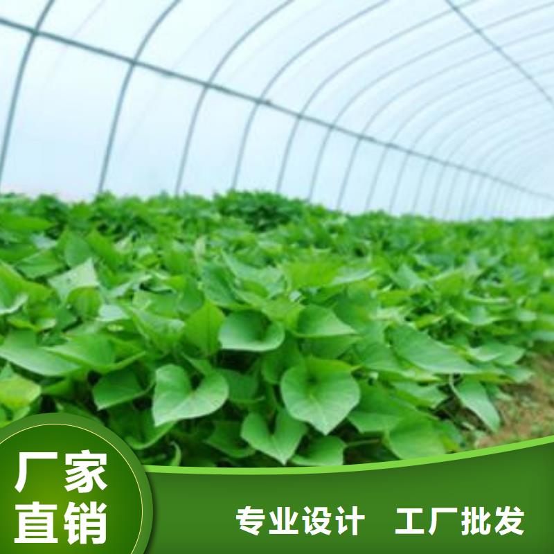 紫薯苗广受好评全品类现货