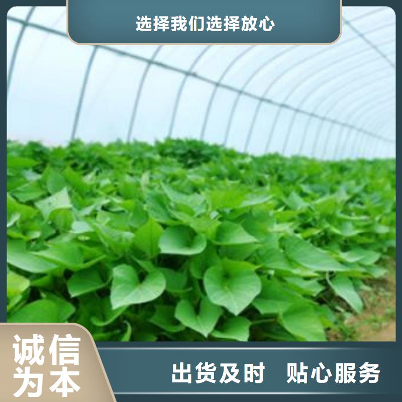 紫薯苗厂家优惠促销售后服务完善