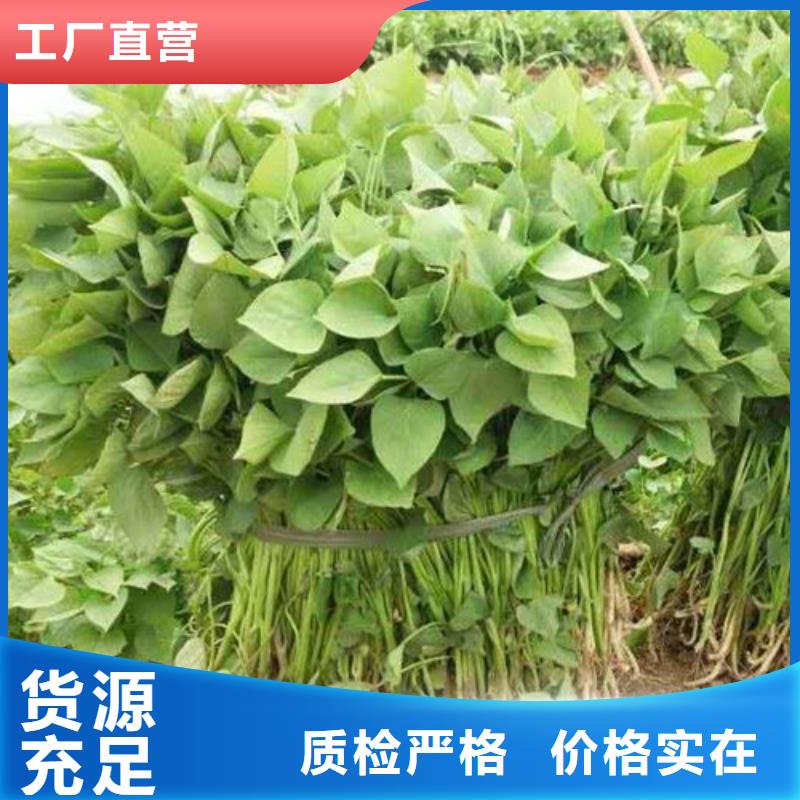 紫薯苗现货直发
