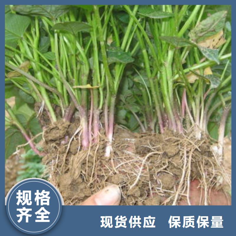 紫薯苗厂家送货及时