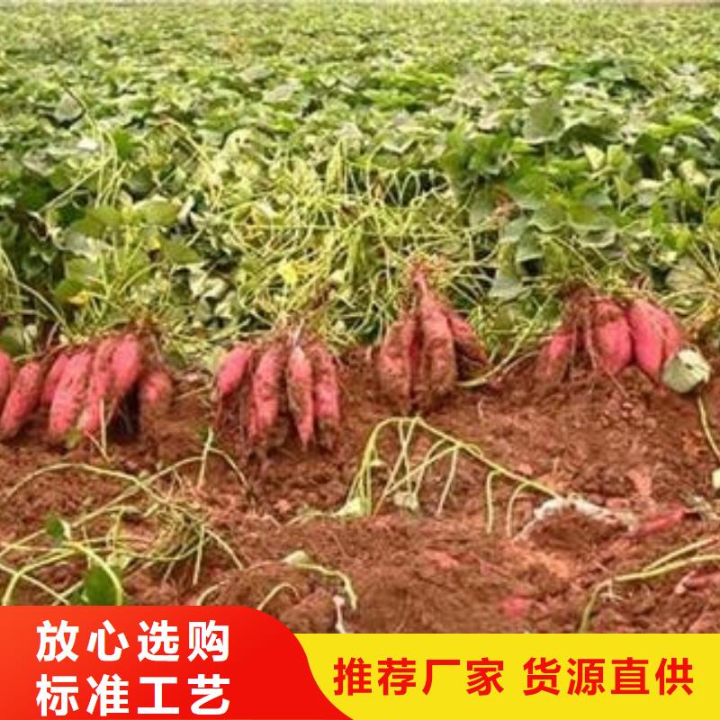 紫薯苗优质供货厂家
