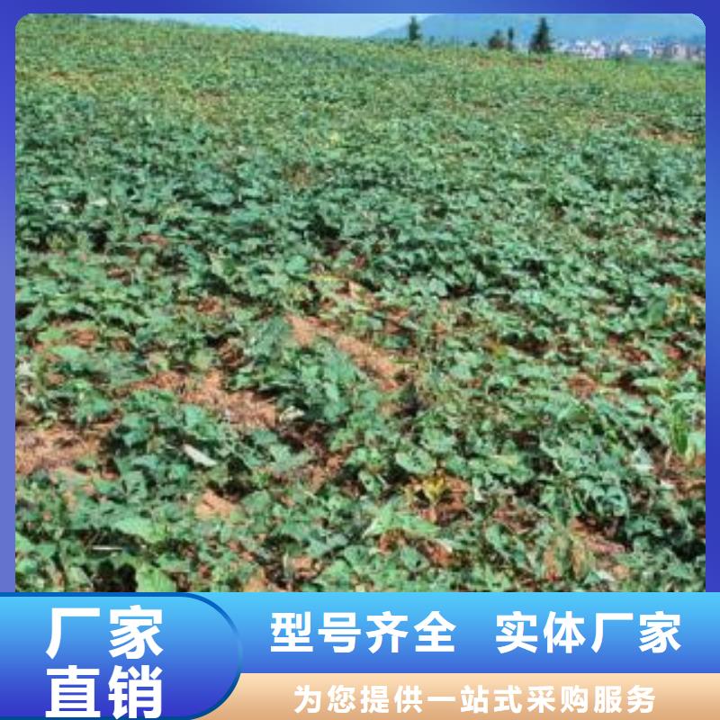 紫薯苗-紫薯苗按需定制多种规格库存充足