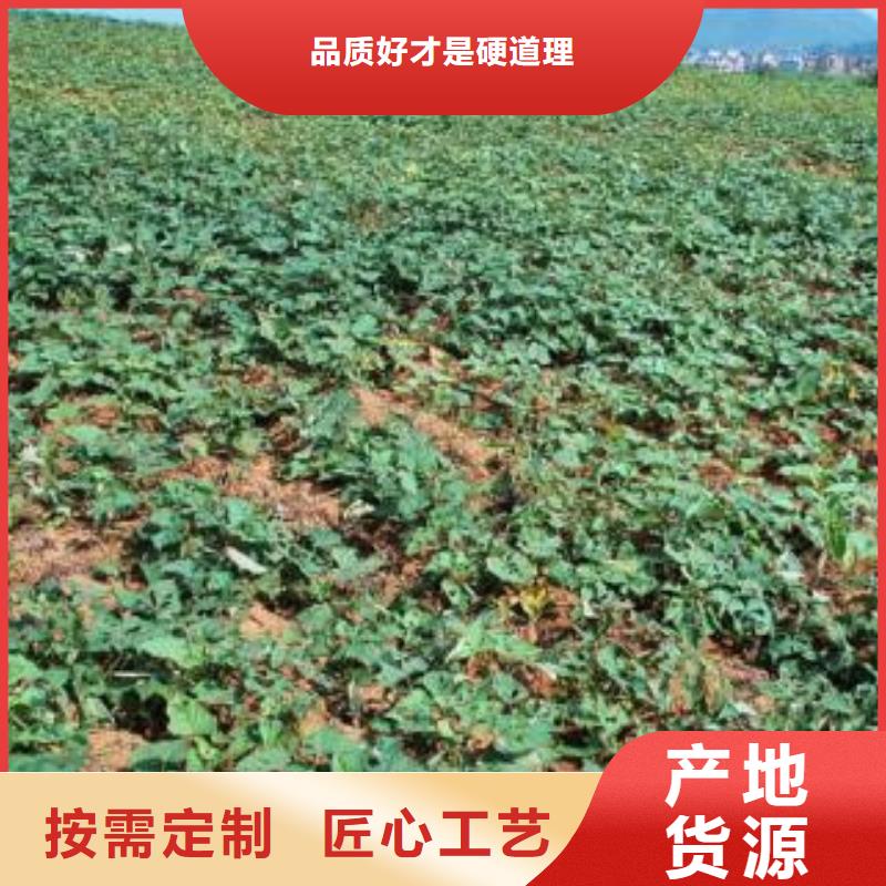 卖紫薯苗的基地用品质说话