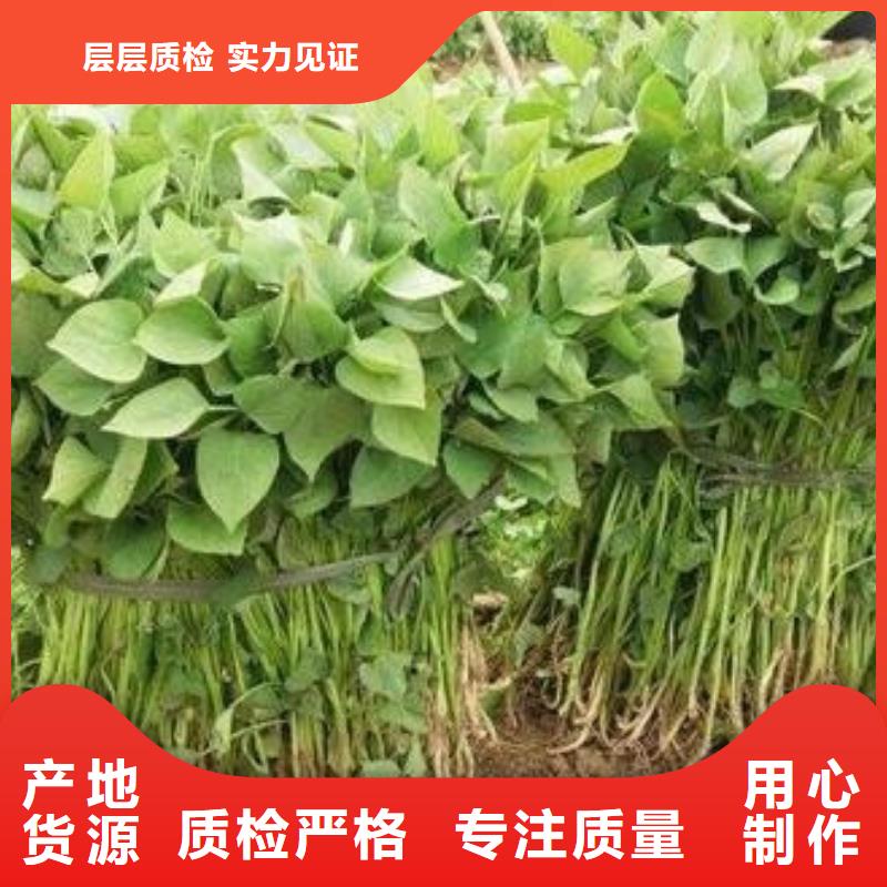 紫薯苗厂家直销同城经销商