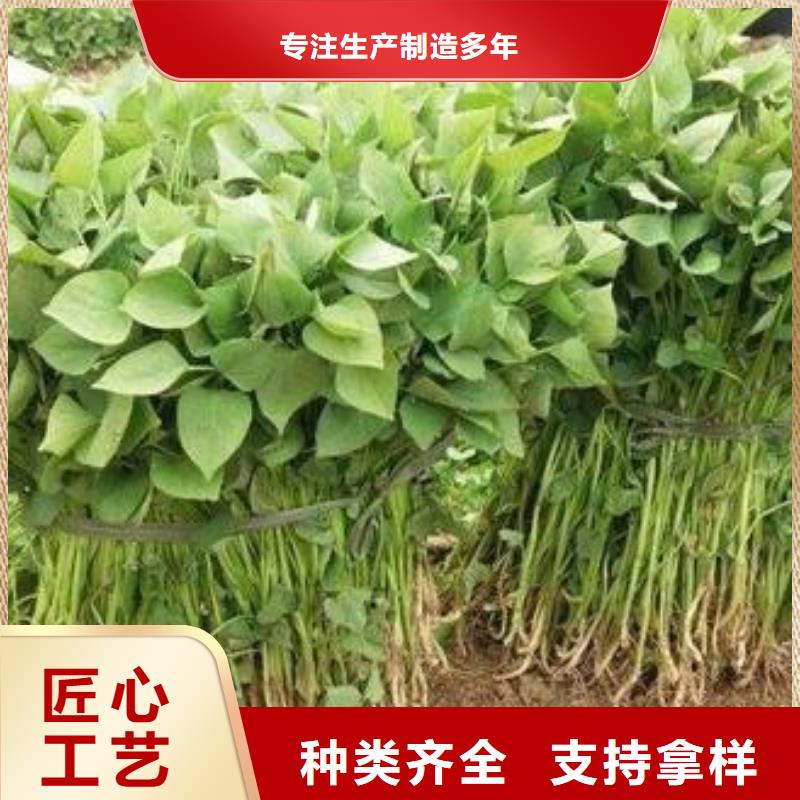 2025专注品质##紫薯苗##质量保证今日新品