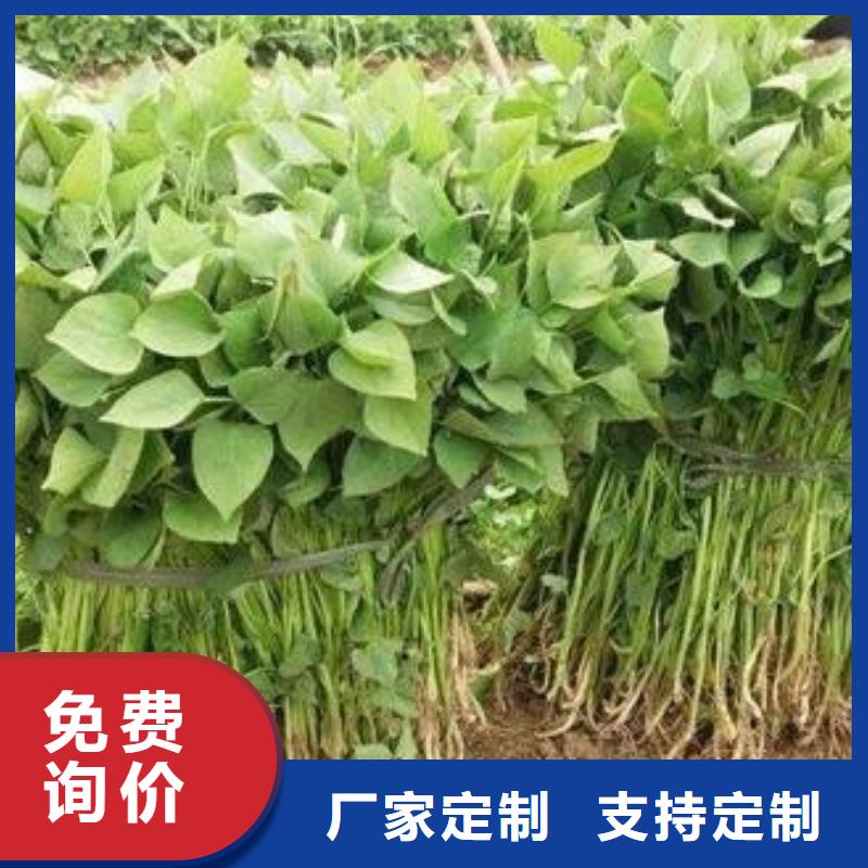 紫薯苗量大从优品质保证