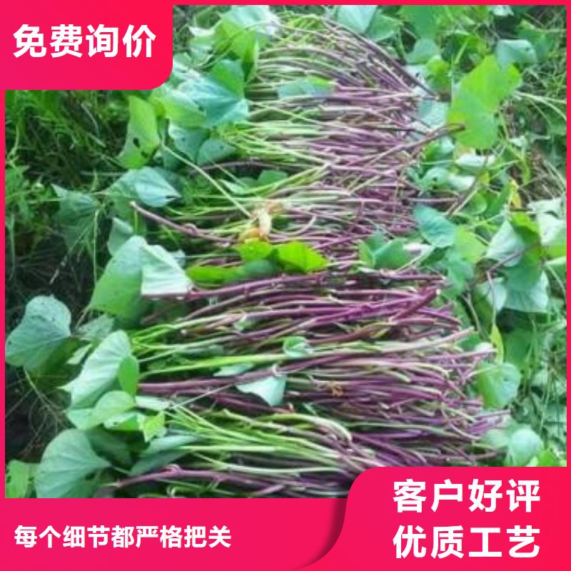 紫薯苗守信用生产厂家多家仓库发货