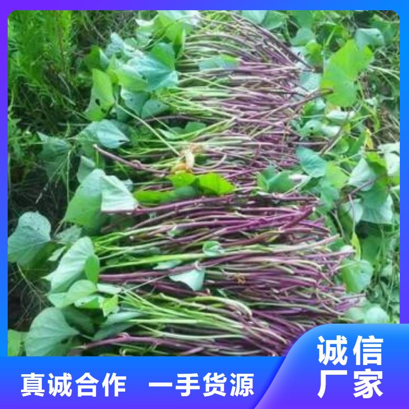 紫薯苗制造工厂性能稳定