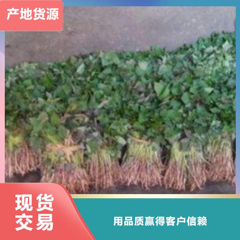 紫薯苗施工厂家本地公司