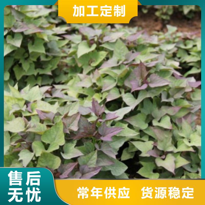 紫薯苗厂家优惠促销