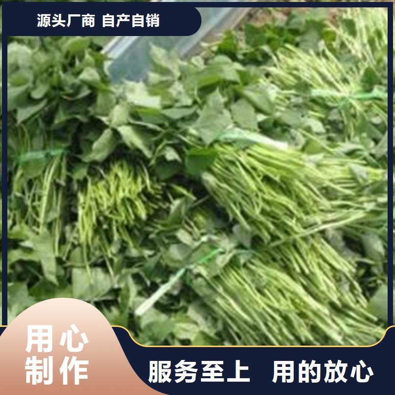 紫薯苗队伍