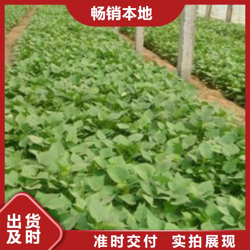 #紫薯苗厂家定制定做