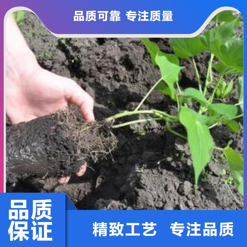 紫薯苗出厂价