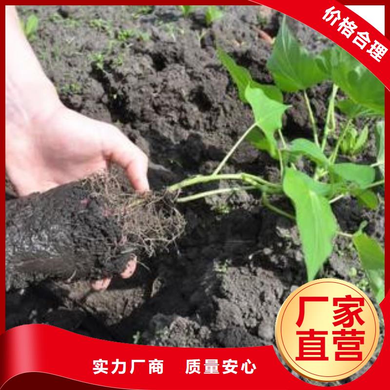 红薯苗品种纯正