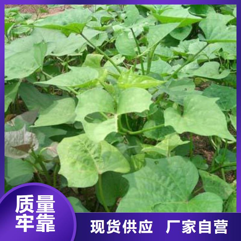 供应紫薯苗的公司