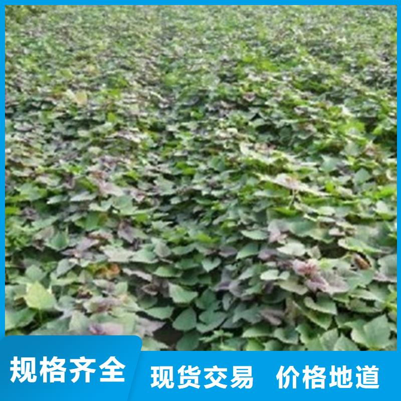 紫薯苗现货直发拥有多家成功案例