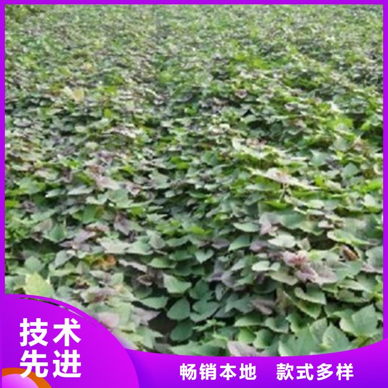 紫薯苗客户信赖