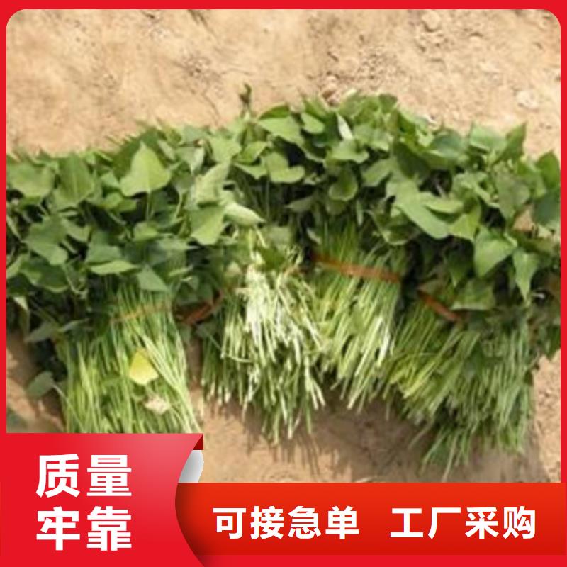 优选：紫薯苗口碑厂家匠心制造