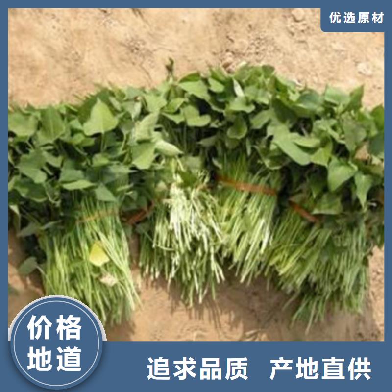 紫薯苗销量高