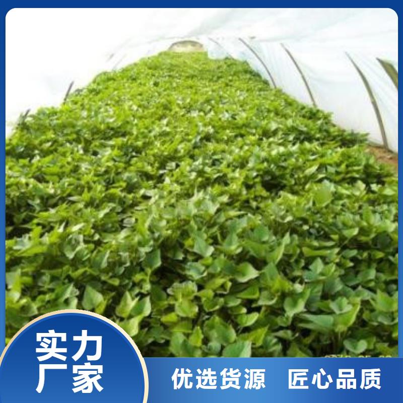 紫薯苗生产公司同城生产厂家