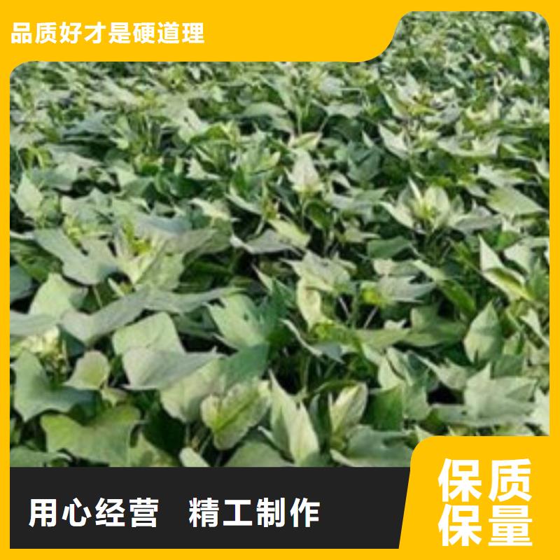紫薯苗优质供货厂家