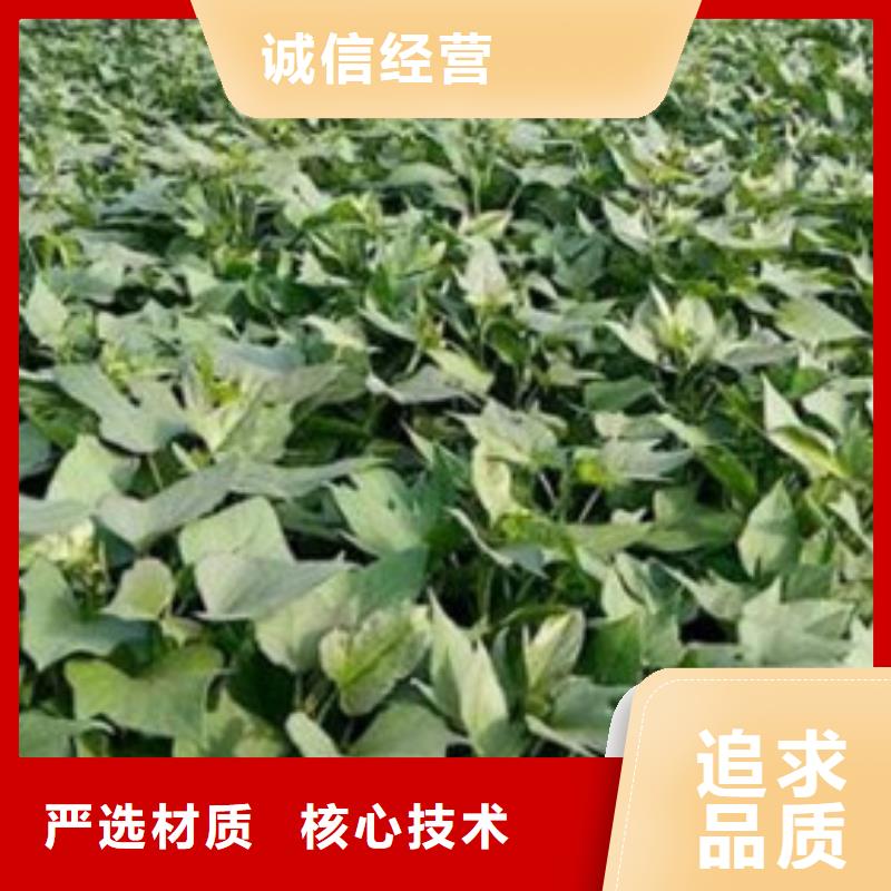 常年供应紫薯苗-热销本地品牌