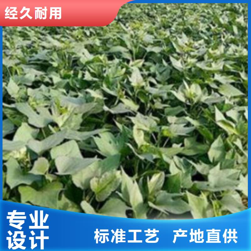 紫薯苗厂家行业口碑好