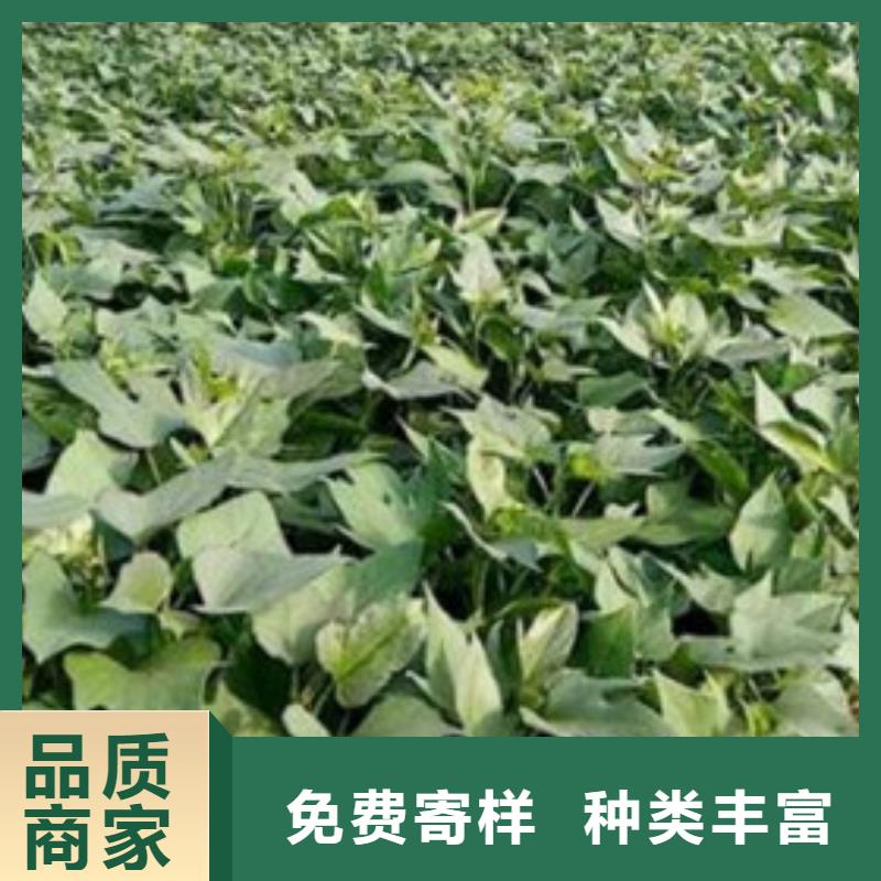 紫薯苗-我们是厂家！本地制造商