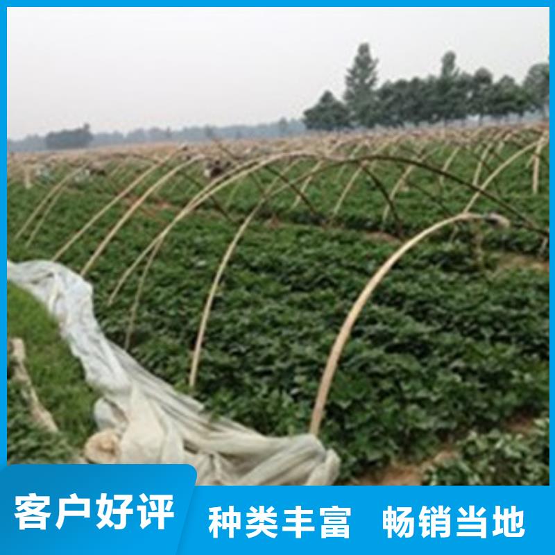 买紫薯苗请到紫薯苗厂家同城生产商
