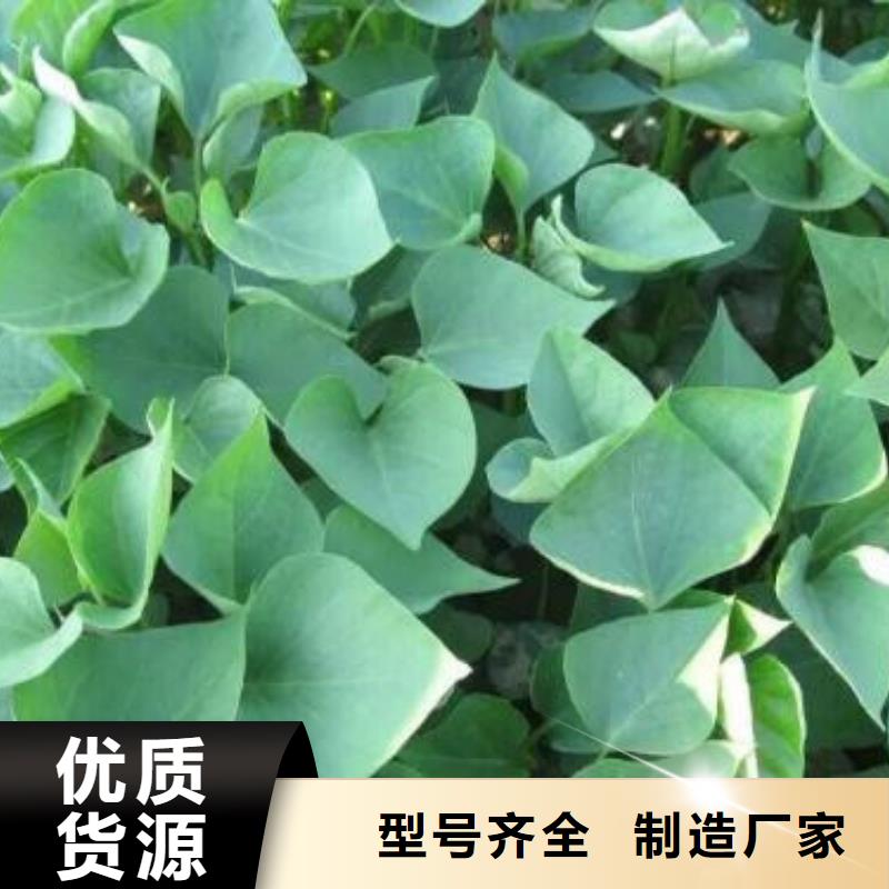 常年供应紫薯苗-口碑好当地供应商