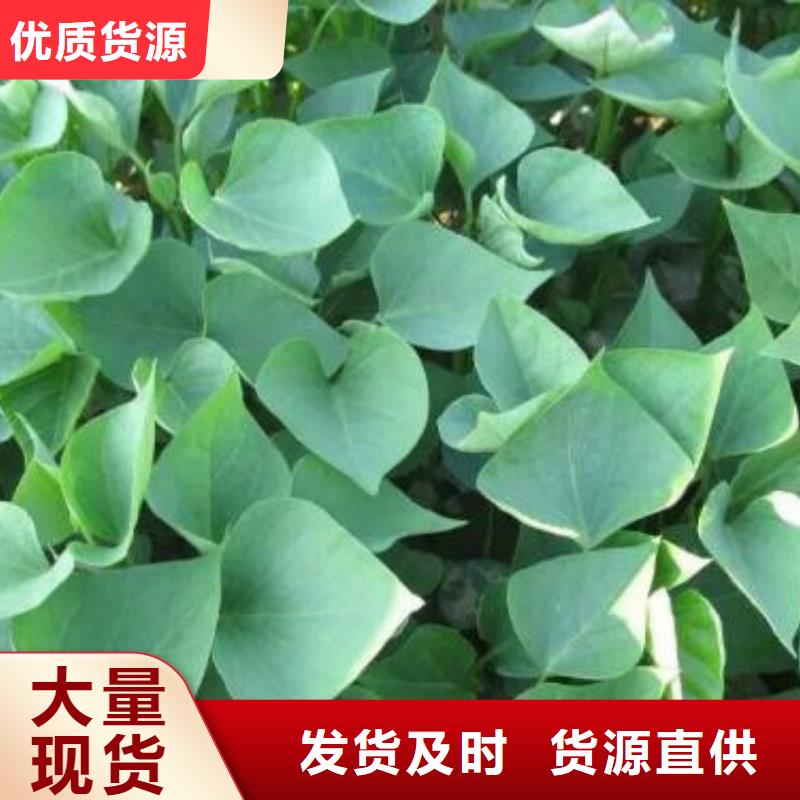 靠谱的紫薯苗公司买的放心安兴用的舒心