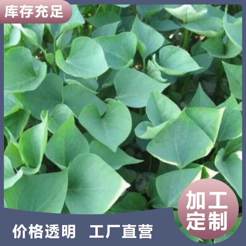 紫薯苗厂家送货及时