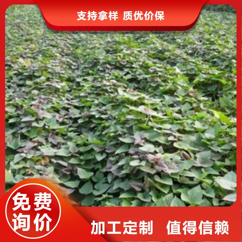 卖紫薯苗的公司