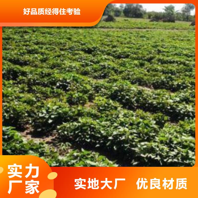 紫薯苗销量高