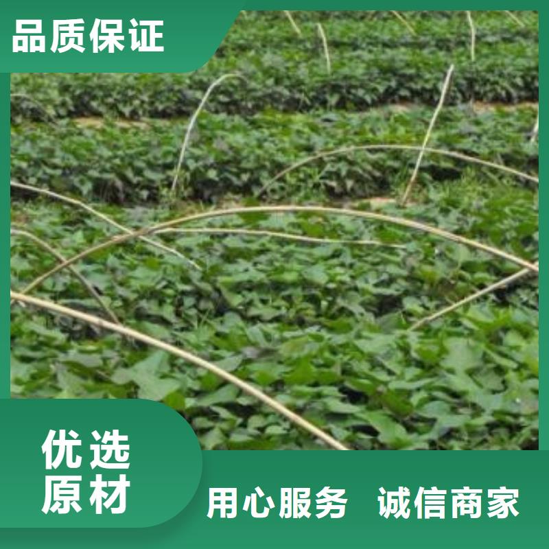 紫薯苗现货直发