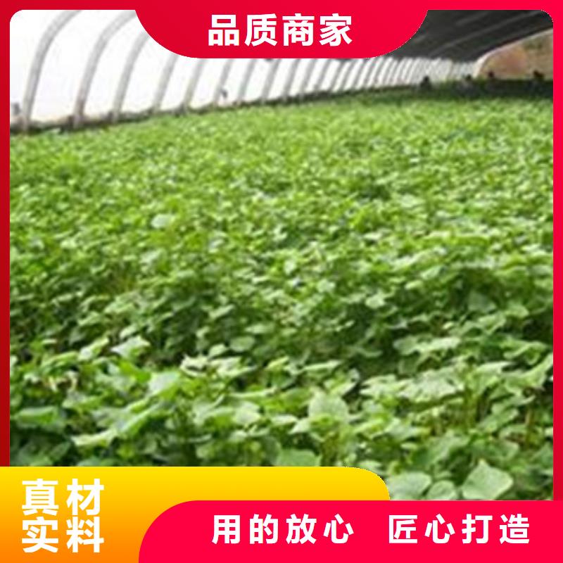 服务周到的紫薯苗批发商品牌大厂家