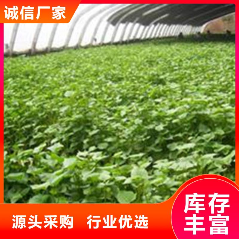 卖紫薯苗的公司