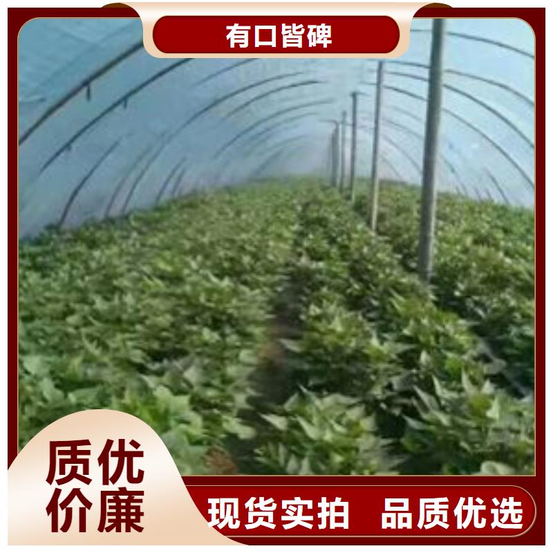 卖紫薯苗的公司