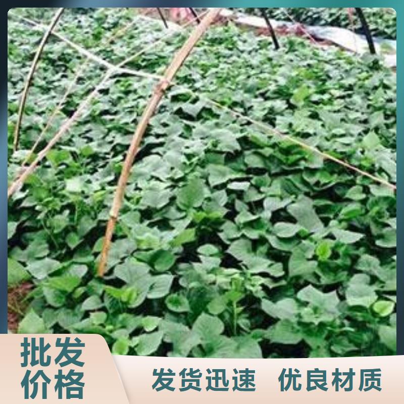 紫薯苗优质供货厂家