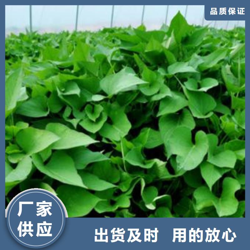 常年供应紫薯苗-热销品质商家