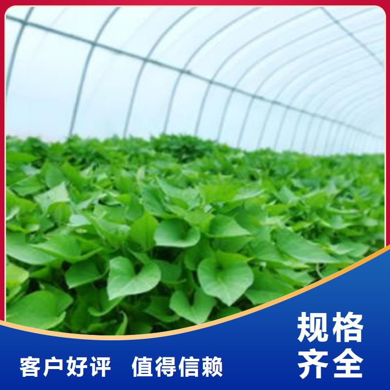 商薯厂家口碑好