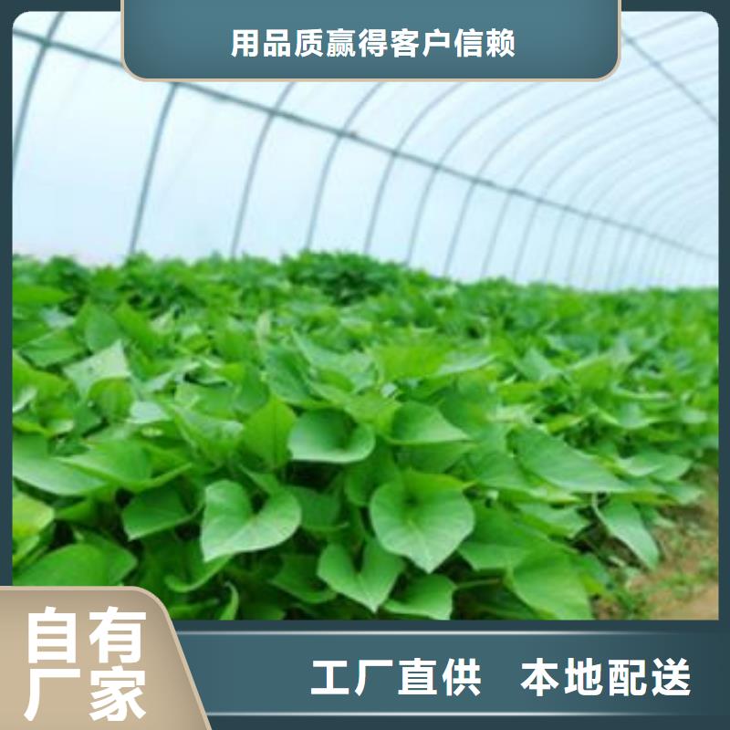 商薯19优质货源