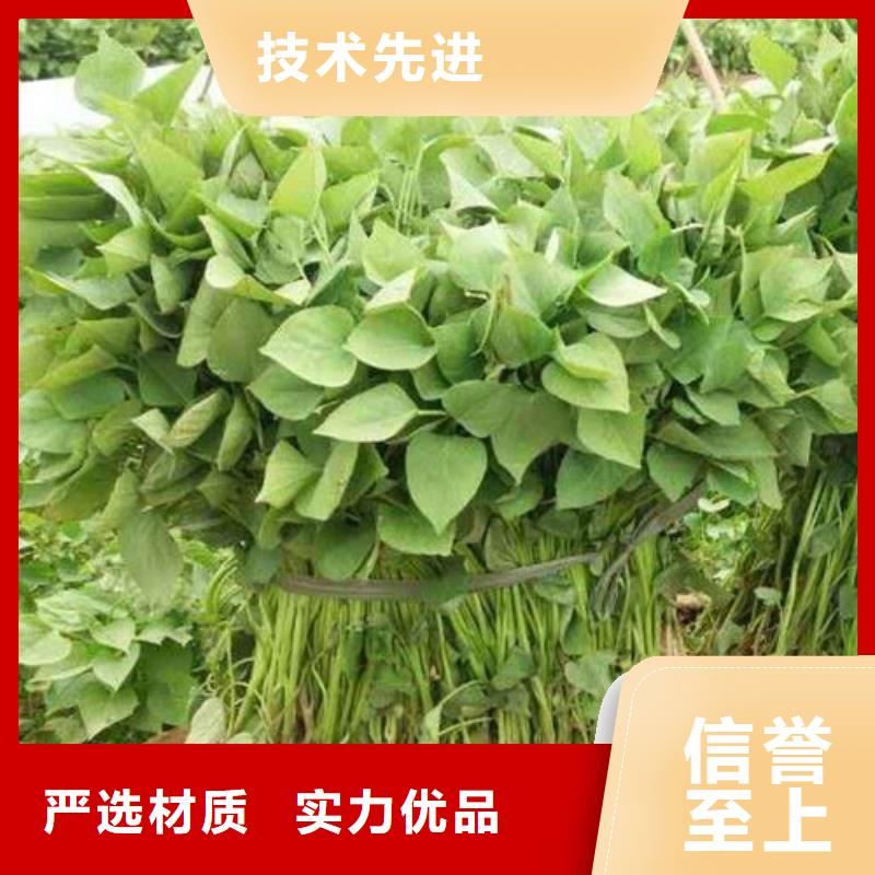 选购商薯认准乐农食品有限公司