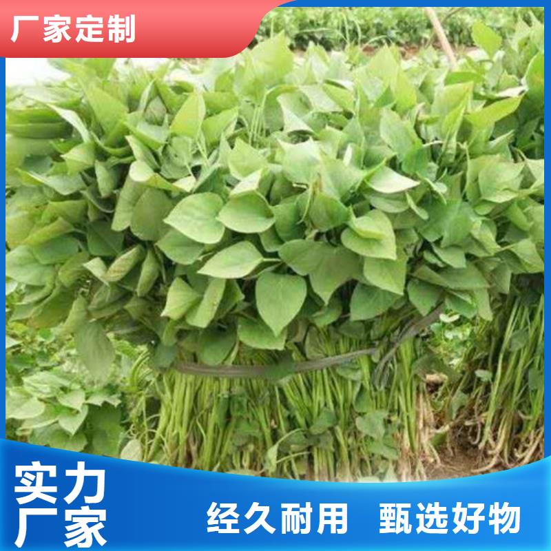商薯19厂家，放心之选