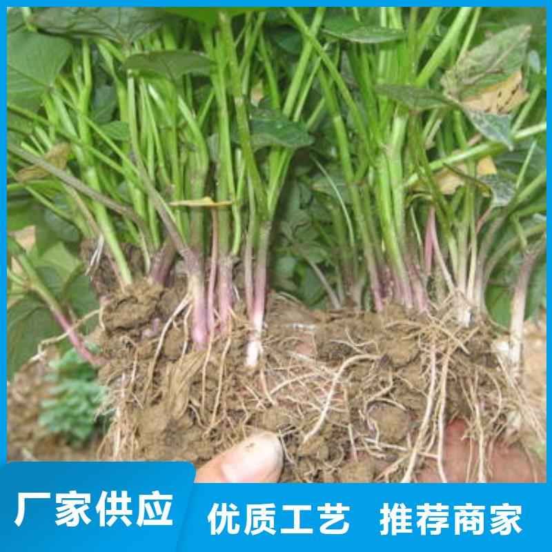 商薯、商薯生产厂家-发货及时